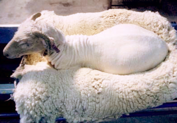 動物用EGFによる羊毛収穫技術への応用例