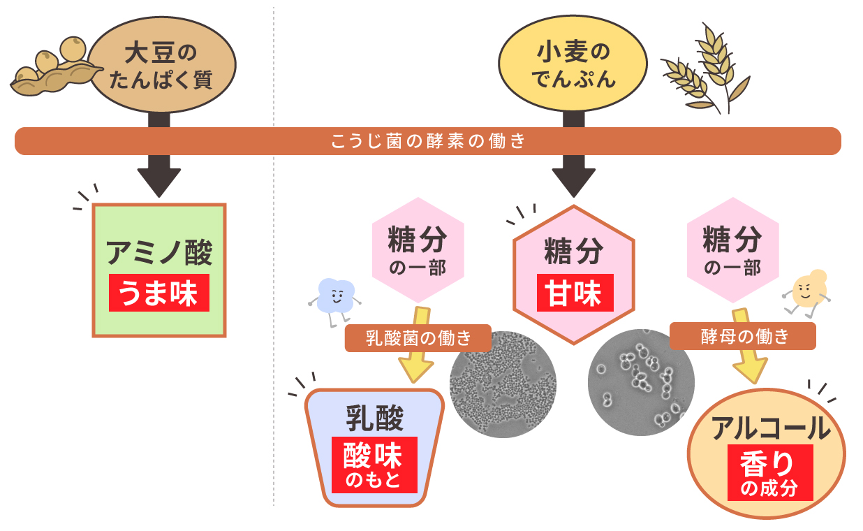 もろみ内で起こっていること